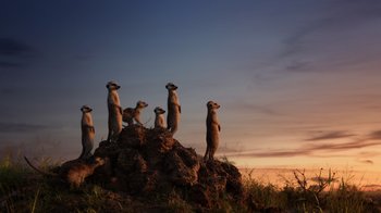 Movie still from “The Lion King” (2019), directed by Jon Favreau – A group of meerkats standing on top of a rock; Extreme Wide shot, Low angle