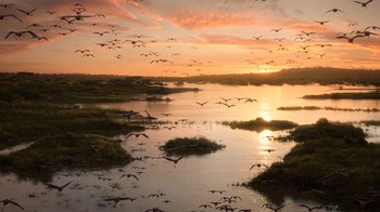 Movie still from “The Lion King” (2019), directed by Jon Favreau – A flock of birds flying over a body of water at sunset; Extreme Wide shot, High angle