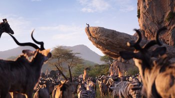 Movie still from “The Lion King” (2019), directed by Jon Favreau – A herd of zebra standing on top of a rock; Extreme Wide shot, Low angle