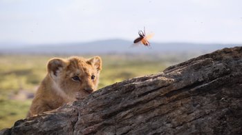 Movie still from “The Lion King” (2019), directed by Jon Favreau – A baby lion looking at an insect on a rock; Extreme Wide shot, Low angle