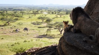 Movie still from “The Lion King” (2019), directed by Jon Favreau – A couple of animals that are sitting on a rock; Wide shot, High angle