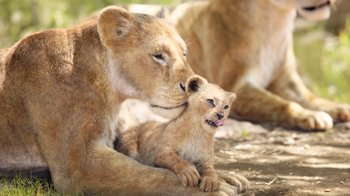 Movie still from “The Lion King” (2019), directed by Jon Favreau – A mother lion and her cub in the grass; Close Up shot, Low angle