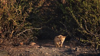 Movie still from “The Lion King” (2019), directed by Jon Favreau – A lion walking through a wooded area near rocks and bushes; Extreme Wide shot, High angle