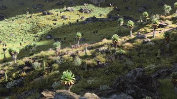 Movie still from “The Lion King” (2019), directed by Jon Favreau – A grassy area with many small trees and plants; Extreme Wide shot, High angle