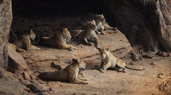 Movie still from “The Lion King” (2019), directed by Jon Favreau – A group of lions sitting on top of a rock; Wide shot, High angle