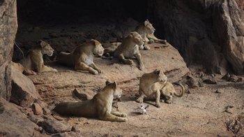 Movie still from “The Lion King” (2019), directed by Jon Favreau – A group of lions sitting on top of a cliff; Wide shot, High angle