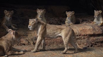 Movie still from “The Lion King” (2019), directed by Jon Favreau – A group of three lionesses sitting on top of a rock pile; Wide shot, Low angle
