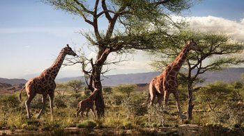 Movie still from “The Lion King” (2019), directed by Jon Favreau – Three giraffes are standing near a tree in the wild; Extreme Wide shot, Low angle