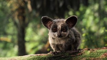 Movie still from “The Lion King” (2019), directed by Jon Favreau – An animal that is sitting on a tree branch; Close Up shot, High angle