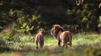 Movie still from “The Lion King” (2019), directed by Jon Favreau – A couple of lions walking across a lush green field; Extreme Wide shot, Low angle