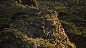 Movie still from “The Lion King” (2019), directed by Jon Favreau – Two dogs are standing on top of a hill; Extreme Wide shot, Low angle