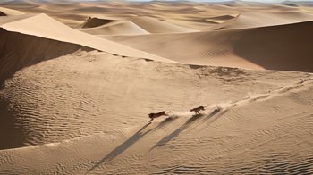Movie still from “The Lion King” (2019), directed by Jon Favreau – A couple of horses are running through the sand dunes; Extreme Wide shot, High angle