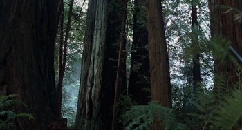 Movie still from “The Lost World: Jurassic Park” (1997), directed by Steven Spielberg – Two trees in the middle of a forest; Extreme Wide shot, Low angle