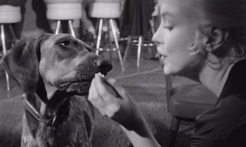 Movie still from “The Misfits” (1961), directed by John Huston – A woman feeding a dog a treat in a black and white photo; Close Up shot, Over the shoulder angle