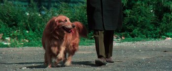 Movie still from “The New York Ripper” (1982), directed by Lucio Fulci – A brown dog standing next to a person on a road; Close Up shot, High angle