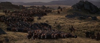 Movie still from “The Power of the Dog” (2021), directed by Jane Campion – A large herd of cattle in a grassy field; Extreme Wide shot, High angle