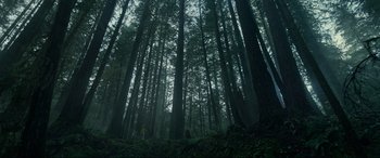 Movie still from “The Revenant” (2015), directed by Alejandro G. Iñárritu – A dark forest with a person standing in the middle of the trees; Extreme Wide shot, Low angle