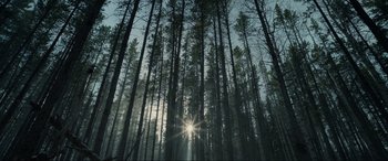 Movie still from “The Revenant” (2015), directed by Alejandro G. Iñárritu – The sun is shining through the trees in the woods; Extreme Wide shot, Low angle