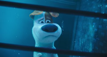 Movie still from “The Secret Life of Pets” (2016), directed by Chris Renaud – A dog looking out of a window in a room; Close Up shot, Over the shoulder angle