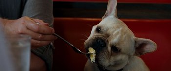 Movie still from “Due Date” (2010), directed by Todd Phillips – A dog with a fork in its mouth; Close Up shot, High angle