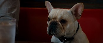 Movie still from “Due Date” (2010), directed by Todd Phillips – A dog's face on a table; Close Up shot, High angle