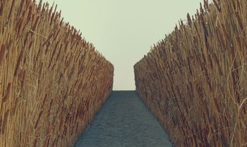 Movie still from “The Swan” (2023), directed by Wes Anderson – A long path going through a field of tall grass; Extreme Wide shot, High angle