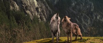 Movie still from “The Twilight Saga: Breaking Dawn - Part 1” (2011), directed by Bill Condon – A couple of animals standing on top of a grass covered field; Wide shot, Low angle