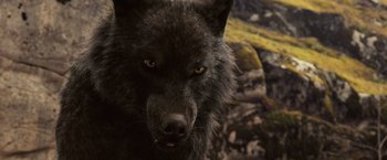 Movie still from “The Twilight Saga: Breaking Dawn - Part 1” (2011), directed by Bill Condon – The face of a black wolf; Close Up shot, High angle