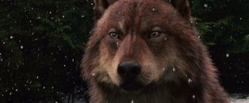 Movie still from “The Twilight Saga: Breaking Dawn - Part 2” (2012), directed by Bill Condon – The face of a brown dog; Extreme Close Up shot, High angle