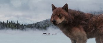 Movie still from “The Twilight Saga: Breaking Dawn - Part 2” (2012), directed by Bill Condon – A brown wolf standing in the middle of a snowy field; Close Up shot, Low angle