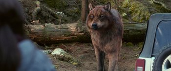 Movie still from “The Twilight Saga: Eclipse” (2010), directed by David Slade – A wolf standing in the middle of a forest; Close Up shot, Over the shoulder angle