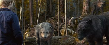 Movie still from “The Twilight Saga: Eclipse” (2010), directed by David Slade – A wolf standing in the middle of a forest; Wide shot, High angle