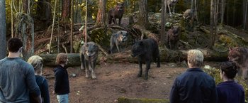 Movie still from “The Twilight Saga: Eclipse” (2010), directed by David Slade – A group of black and brown animals in a forest; Wide shot, High angle