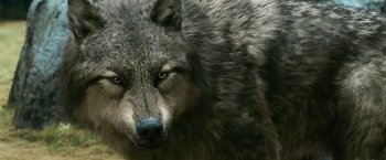 Movie still from “The Twilight Saga: Eclipse” (2010), directed by David Slade – The face of a gray wolf; Extreme Close Up shot, Low angle