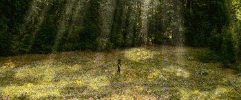 Movie still from “The Twilight Saga: New Moon” (2009), directed by Chris Weitz – A person standing in the middle of a field of flowers; Extreme Wide shot, High angle