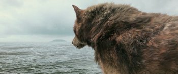 Movie still from “The Twilight Saga: New Moon” (2009), directed by Chris Weitz – The back end of a dog's head; Close Up shot, Low angle