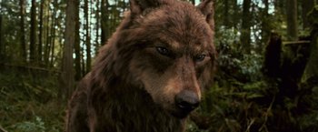 Movie still from “The Twilight Saga: New Moon” (2009), directed by Chris Weitz – A bear's face in the woods; Close Up shot, Low angle