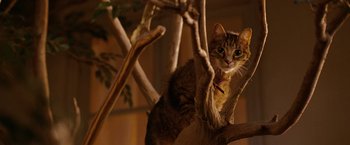 Movie still from “The Ugly Truth” (2009), directed by Robert Luketic – A cat sitting on a tree branch in a room; Close Up shot, Low angle
