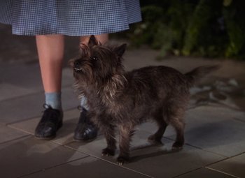 Movie still from “The Wizard of Oz” (1939), directed by Victor Fleming – A small dog standing next to a person; Close Up shot, Low angle