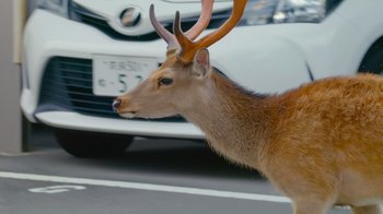 Movie still from “The Year Earth Changed” (2021), directed by Tom Beard – A deer with horns on the side of the road; Extreme Close Up shot, Over the shoulder angle