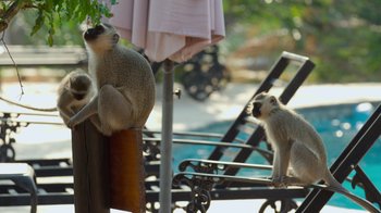 Movie still from “The Year Earth Changed” (2021), directed by Tom Beard – A couple of monkeys sitting on top of a chair; Wide shot, High angle