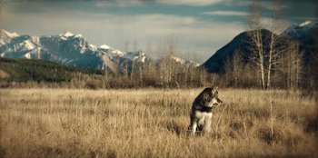 Movie still from “Togo” (2019), directed by Ericson Core – A wolf in a field with mountains in the background; Wide shot, High angle
