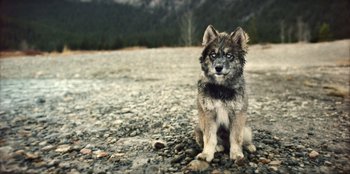 Movie still from “Togo” (2019), directed by Ericson Core – A small dog sitting on top of a rocky ground; Extreme Close Up shot, High angle