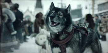 Movie still from “Togo” (2019), directed by Ericson Core – A dog with a leather harness on it's neck; Close Up shot, Low angle