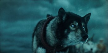 Movie still from “Togo” (2019), directed by Ericson Core – A dog's head with a leather collar; Extreme Close Up shot, High angle