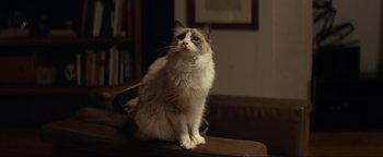 Movie still from “Uncharted” (2022), directed by Ruben Fleischer – A cat sitting on top of a brown couch; Close Up shot, Over the shoulder angle
