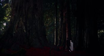 Movie still from “Vertigo” (1958), directed by Alfred Hitchcock – Two people are standing in the dark in the woods; Extreme Wide shot, Low angle