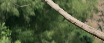 Movie still from “Where the Tracks End” (2023), directed by Ernesto Contreras – A tree branch with trees in the background; Extreme Close Up shot, Low angle