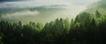 Movie still from “Winnie the Pooh: Blood and Honey” (2023), directed by Rhys Frake-Waterfield – A view of trees in the distance in the fog; Extreme Wide shot, Low angle