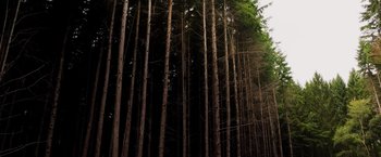 Movie still from “Winnie the Pooh: Blood and Honey” (2023), directed by Rhys Frake-Waterfield – A group of trees that are in the forest together; Extreme Wide shot, Low angle